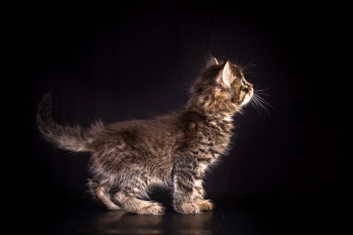 Chat Tigré Brun Sur Une Surface Noire. Wallpaper in 3542x2361 Resolution