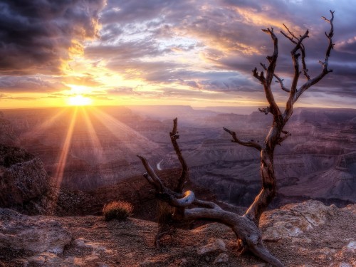 Image leafless tree on brown grass field during sunset