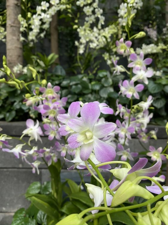 Flore, la Floraison de la Plante, Dendrobium, Campanule Famille, Sciences. Wallpaper in 1536x2048 Resolution