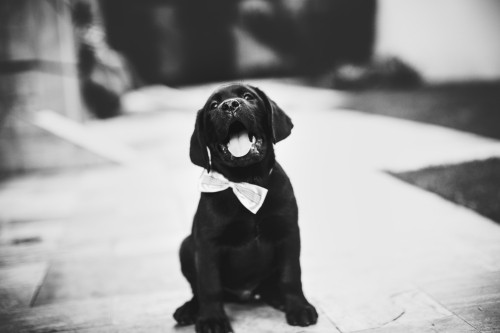 Image black labrador retriever puppy on snow covered ground