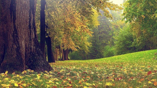 Image green grass field with trees