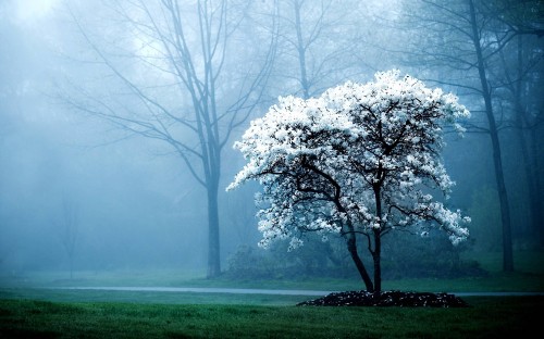 Image white leaf tree on green grass field