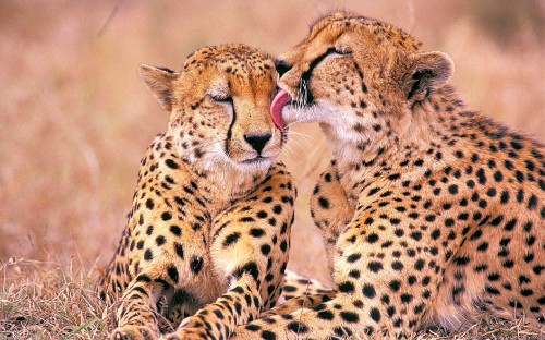 Image cheetah lying on brown grass during daytime