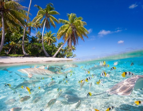 Image green palm tree near body of water during daytime