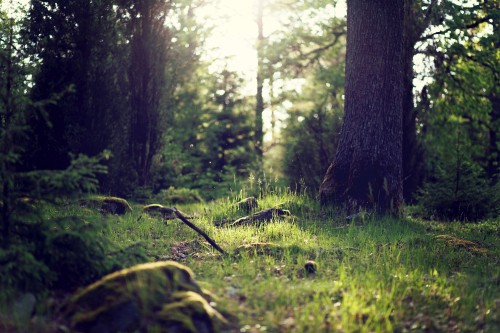 Image green grass and trees during daytime