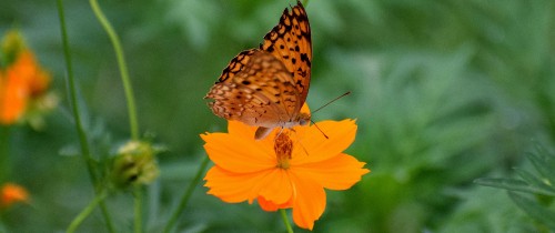 Image brown and white butterfly on yellow flower