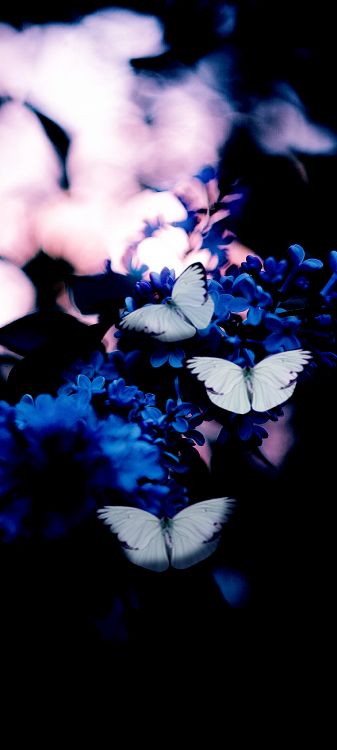 Download 1440x3200 Wallpaper Papillon Bleu, Blue, Papillon Bleu Foncé, Jaune, Pollinisateurs Papillon Bleu, Blue, Papillon Bleu Foncé, Jaune, Pollinisateurs. Wallpaper in 1440x3200 Resolution