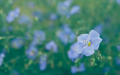 Image blue flower in tilt shift lens