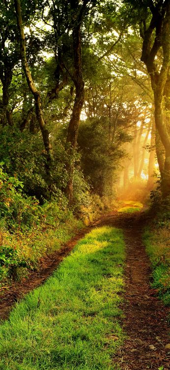 Wald, Gr, Branch, Holz, Baum. Wallpaper in 1080x2340 Resolution