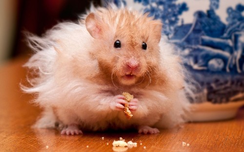 Image white and brown hamster on red textile