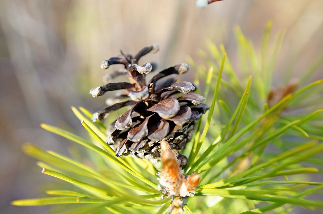 Pomme de Pin Brune Sur L'herbe Verte Pendant la Journée. Wallpaper in 2288x1520 Resolution