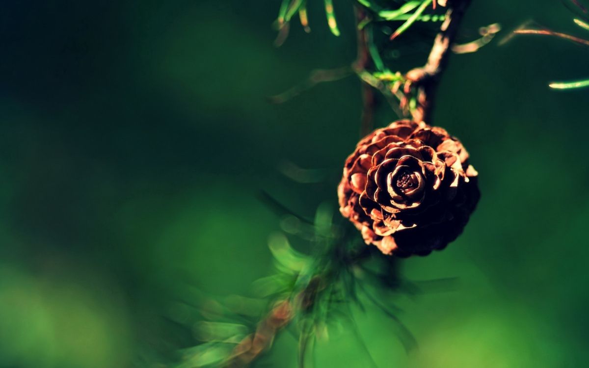 de Cerca, Ramita, Tallo de la Planta, Pétalo, Agua. Wallpaper in 1920x1200 Resolution