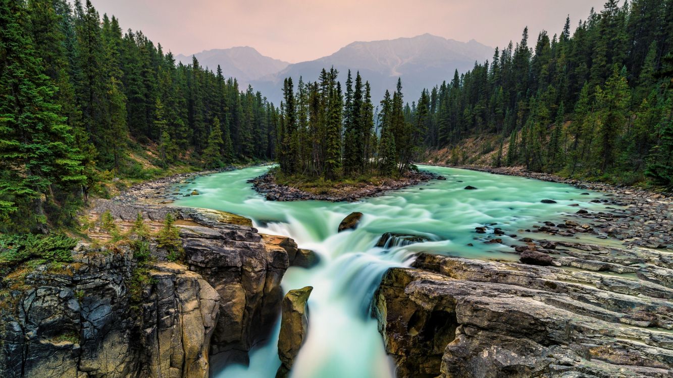 green pine trees beside river during daytime