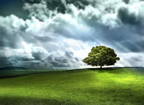 Image green tree on green grass field under white clouds and blue sky during daytime