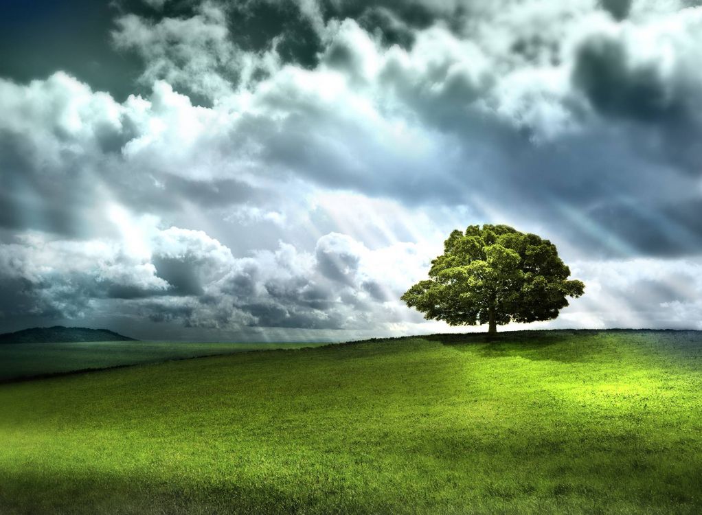 green tree on green grass field under white clouds and blue sky during daytime