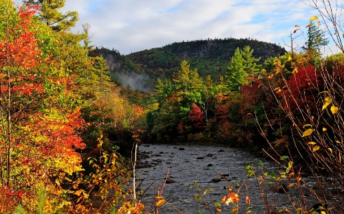 Image green and brown trees beside river under white clouds during daytime