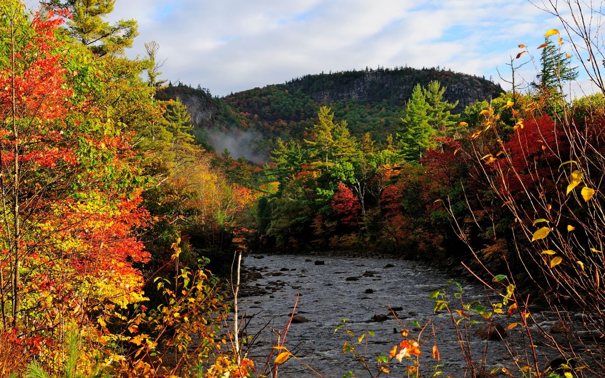 green and brown trees beside river under white clouds during daytime