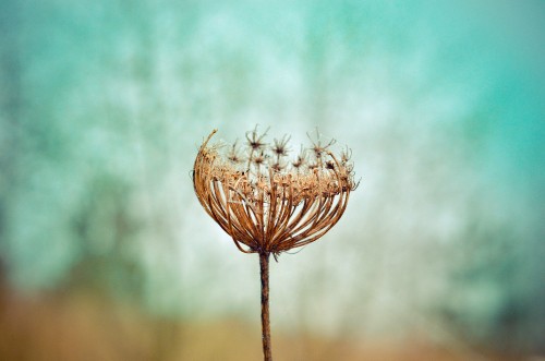 Image brown flower in tilt shift lens