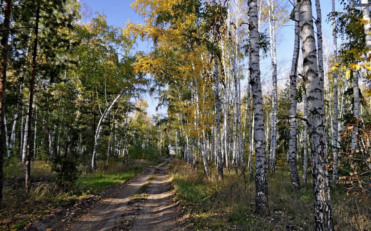 green trees on brown soil