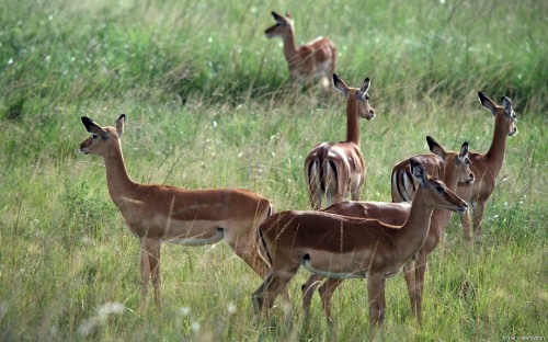 Image brown deer on green grass field during daytime