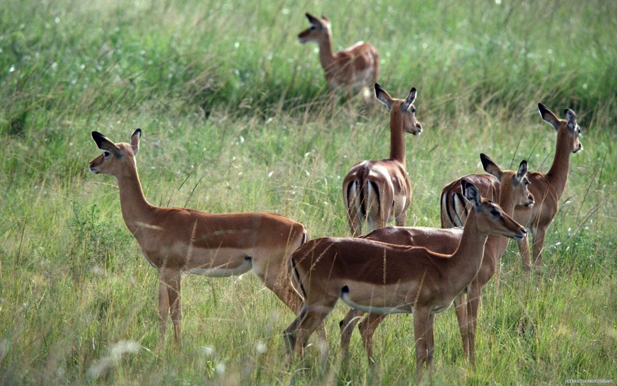 brown deer on green grass field during daytime