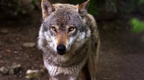 Image grey wolf in close up photography