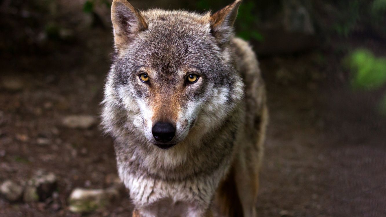 grey wolf in close up photography