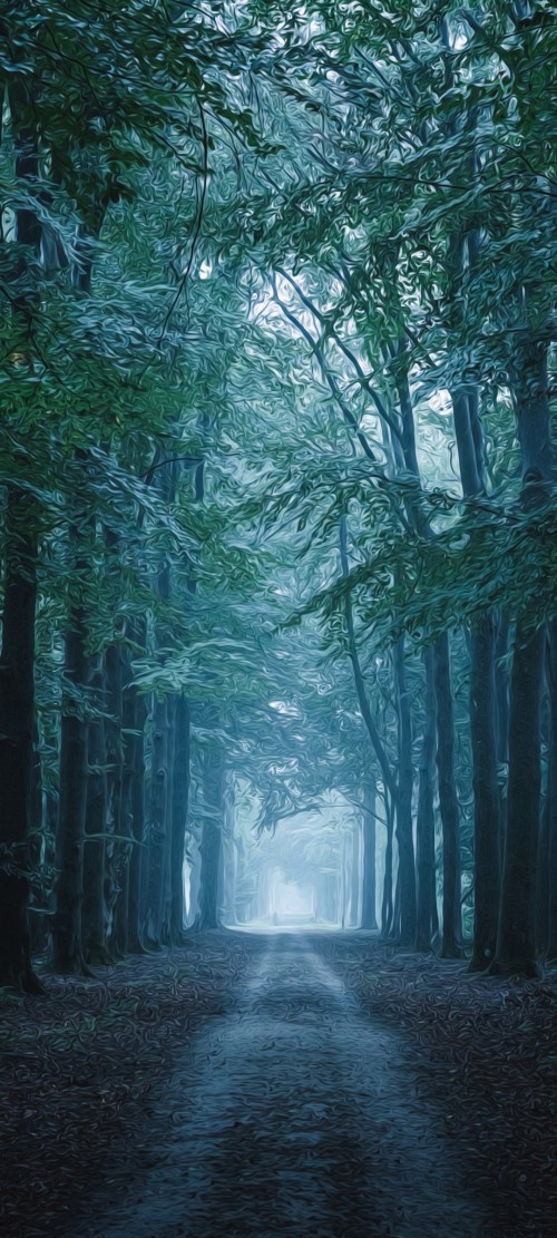 Image forest, tree, atmosphere, plant, natural landscape