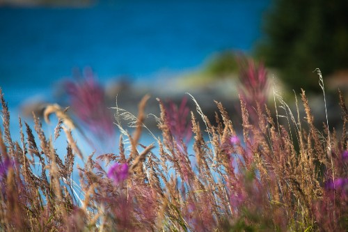 Image brown wheat field during daytime