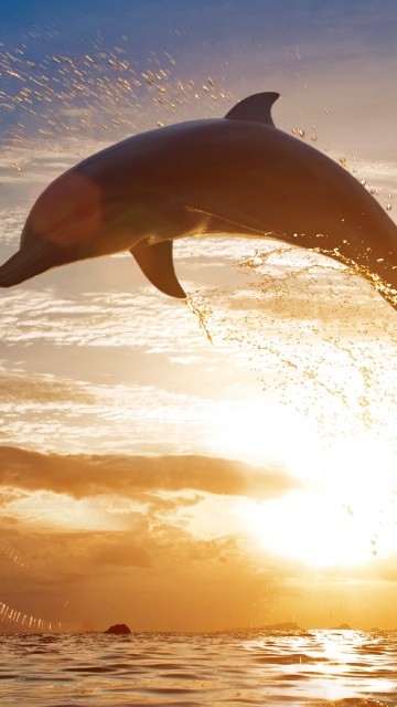 Dolphins jumping  Beautiful nature pictures Nature pictures Scenery  wallpaper