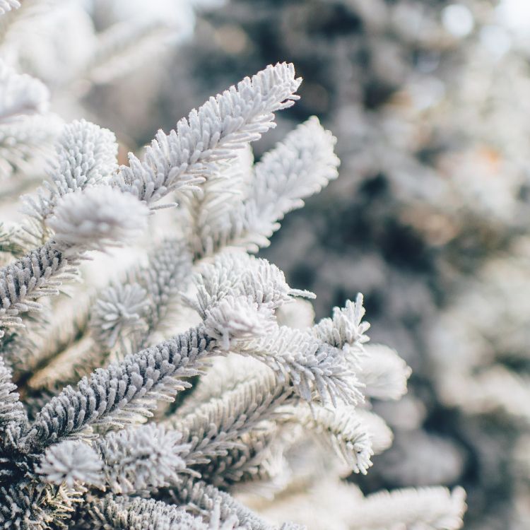 Christmas Day, snow, plant, branch, twig