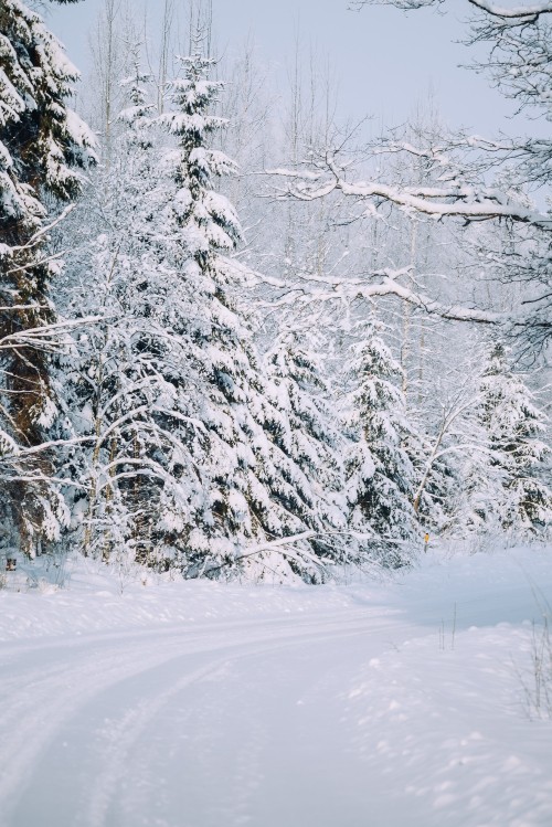 Image snow, snow road, winter, tree, frost