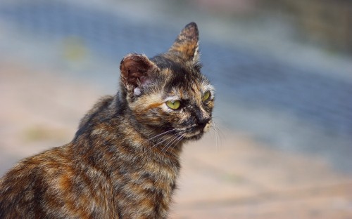 Image brown and black cat on brown sand during daytime