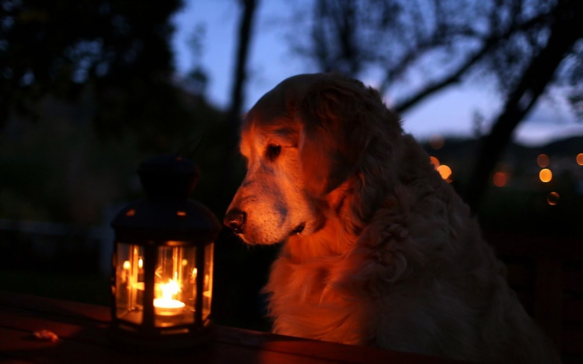 Golden Retriever Sitting Beside Lantern. Wallpaper in 1920x1200 Resolution