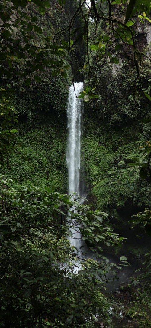 Image waterfall, rainforest, water, ecoregion, plant