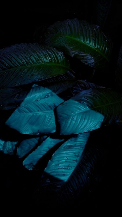 Apple, IOS 10, IPhone, Äpfeln, IOS 9. Wallpaper in 1242x2208 Resolution
