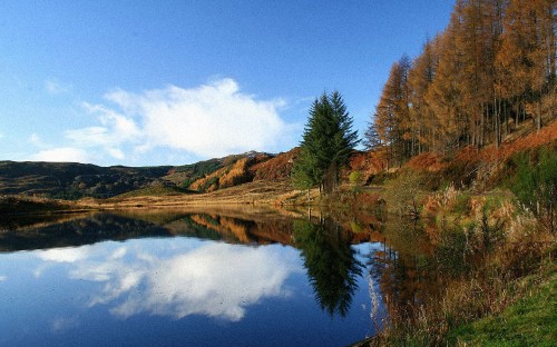 Image green and brown trees beside lake under blue sky during daytime