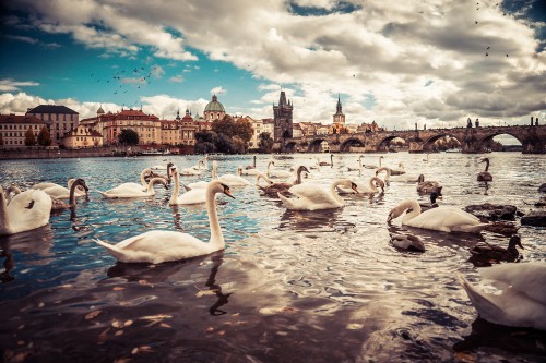 Image white swan on water during daytime