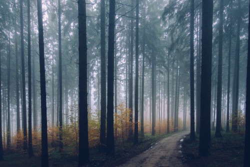 Image pathway between trees during daytime