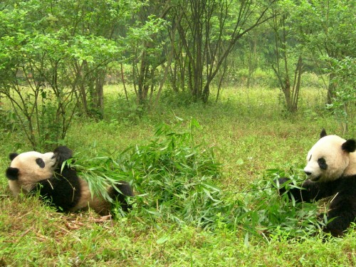 Image man in black shirt lying on green grass field