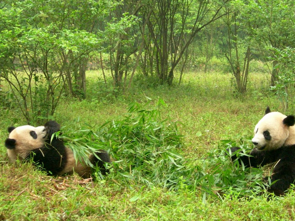 man in black shirt lying on green grass field