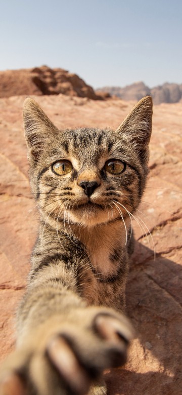 Image ocicat, dragon li, bobcat, Carnivores, cat