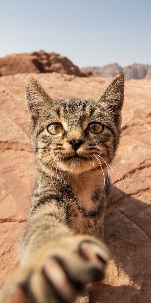 Image ocicat, dragon li, bobcat, Carnivores, cat