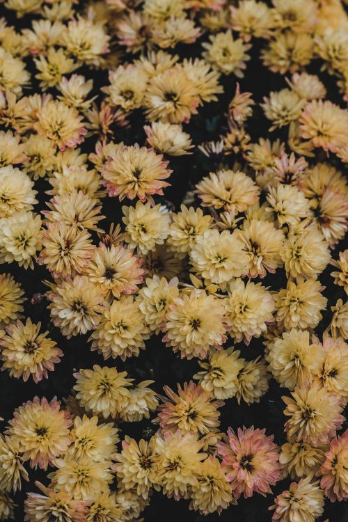 Textile Floral Jaune et Noir. Wallpaper in 3264x4896 Resolution