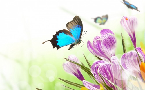 Image blue and black butterfly perched on purple flower in close up photography during daytime