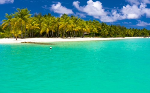 Image green palm trees on beach during daytime