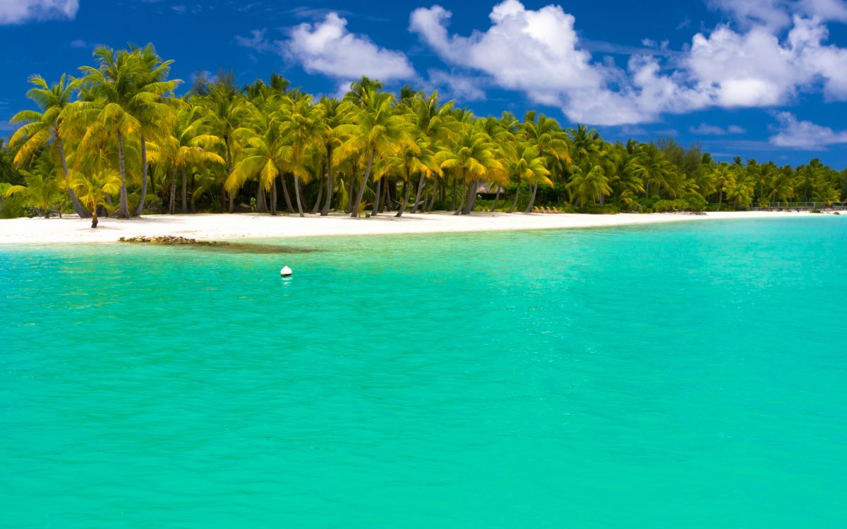 green palm trees on beach during daytime