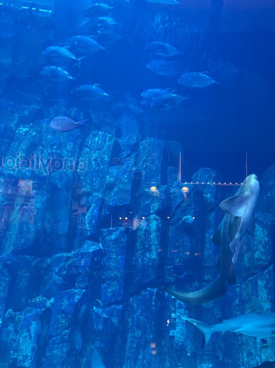 Eau, Biologie Marine, Blue, Fluide, Sous-marin. Wallpaper in 1536x2048 Resolution