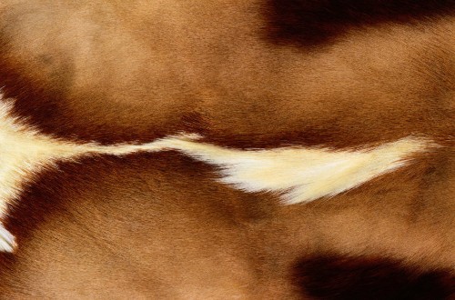 Image brown and white fur textile