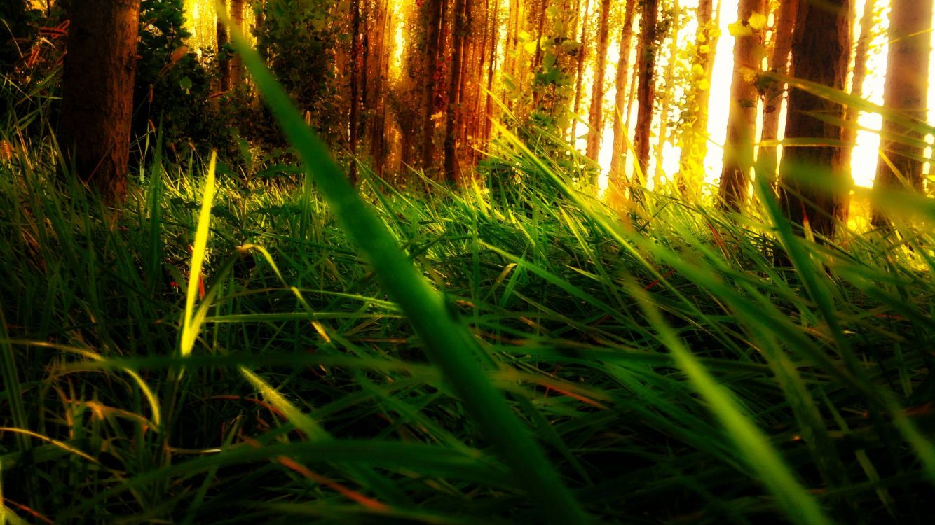 Campo de Hierba Verde Durante el Día. Wallpaper in 3000x1686 Resolution